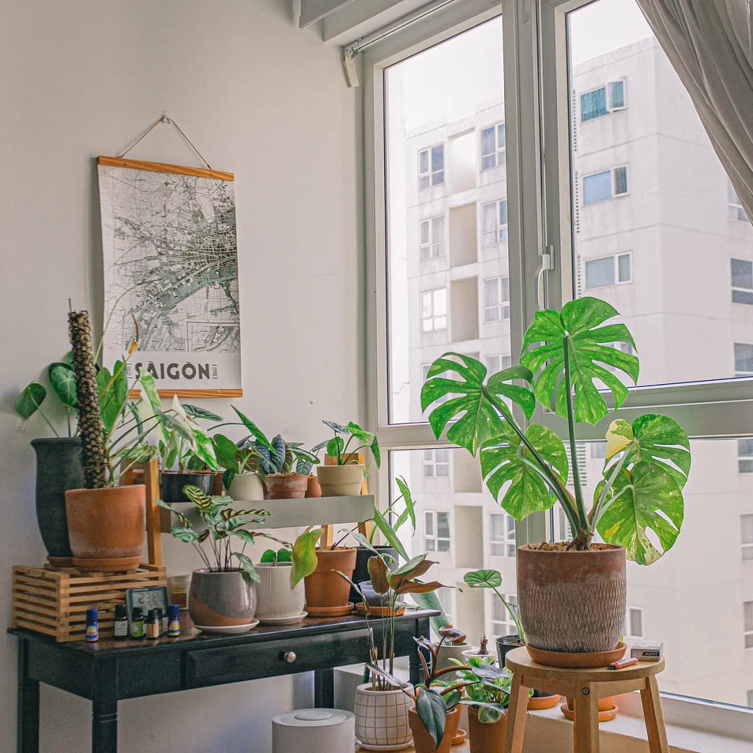 Green indoor plants in ceramic pots on a black desk