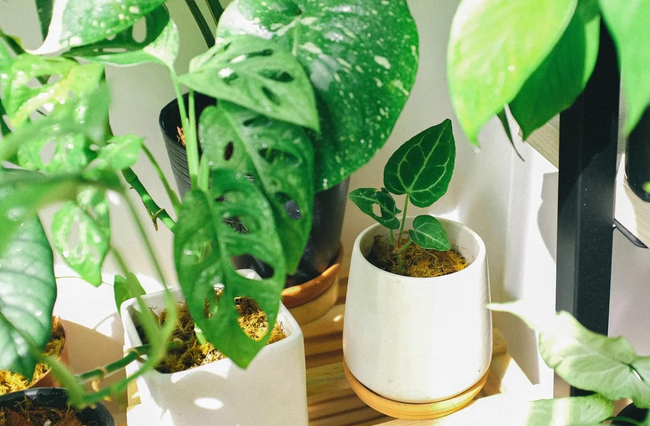 A green plant in the white ceramic potted