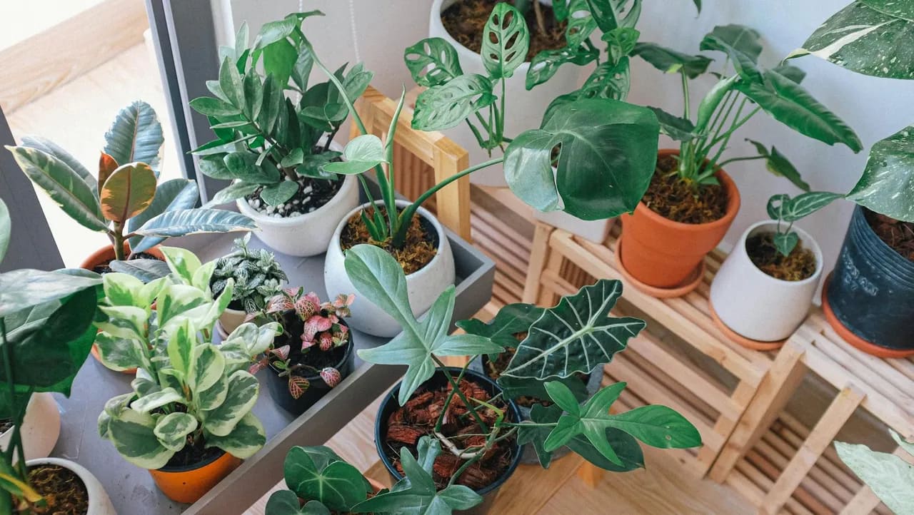 Indoor plants in pots