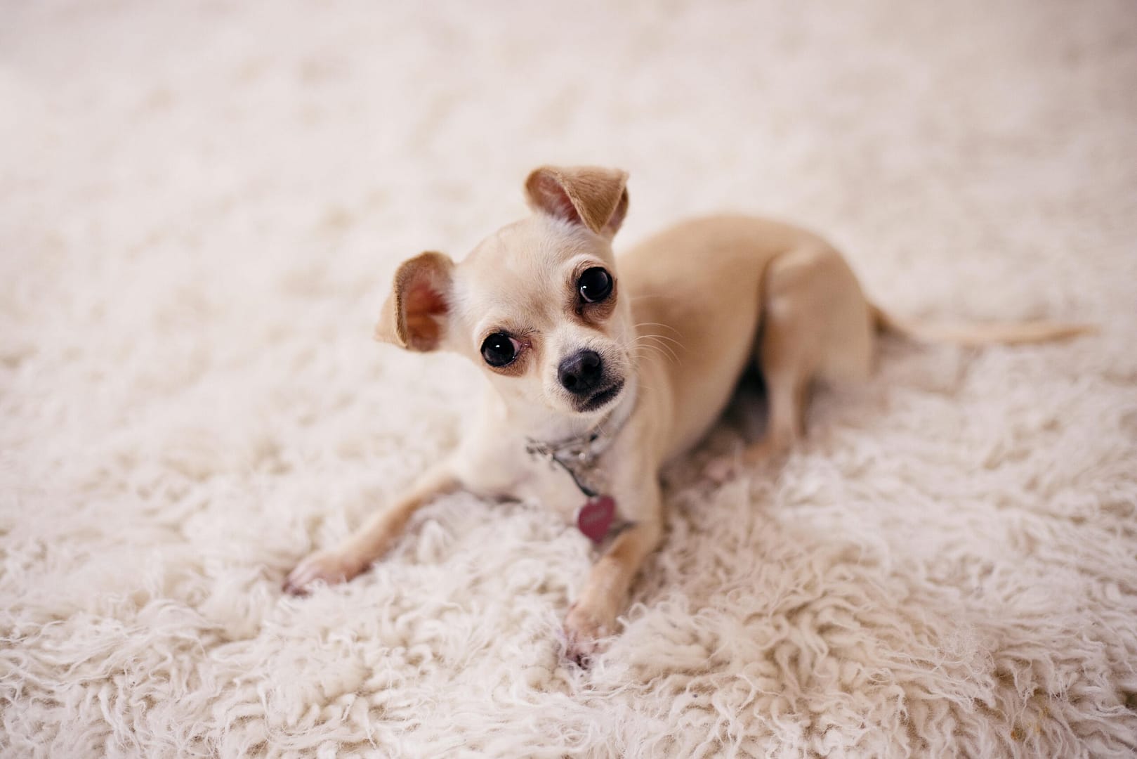 Flooring renovation featuring Brown Chihuahua Puppy Lying on Brown Textile