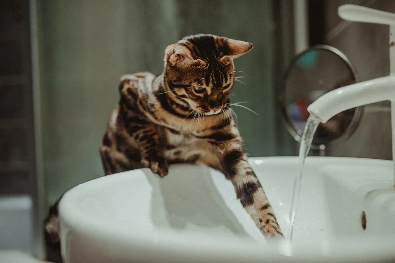 cat paw in the sink