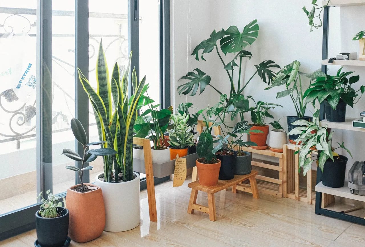 Various green plants near the window and white wall